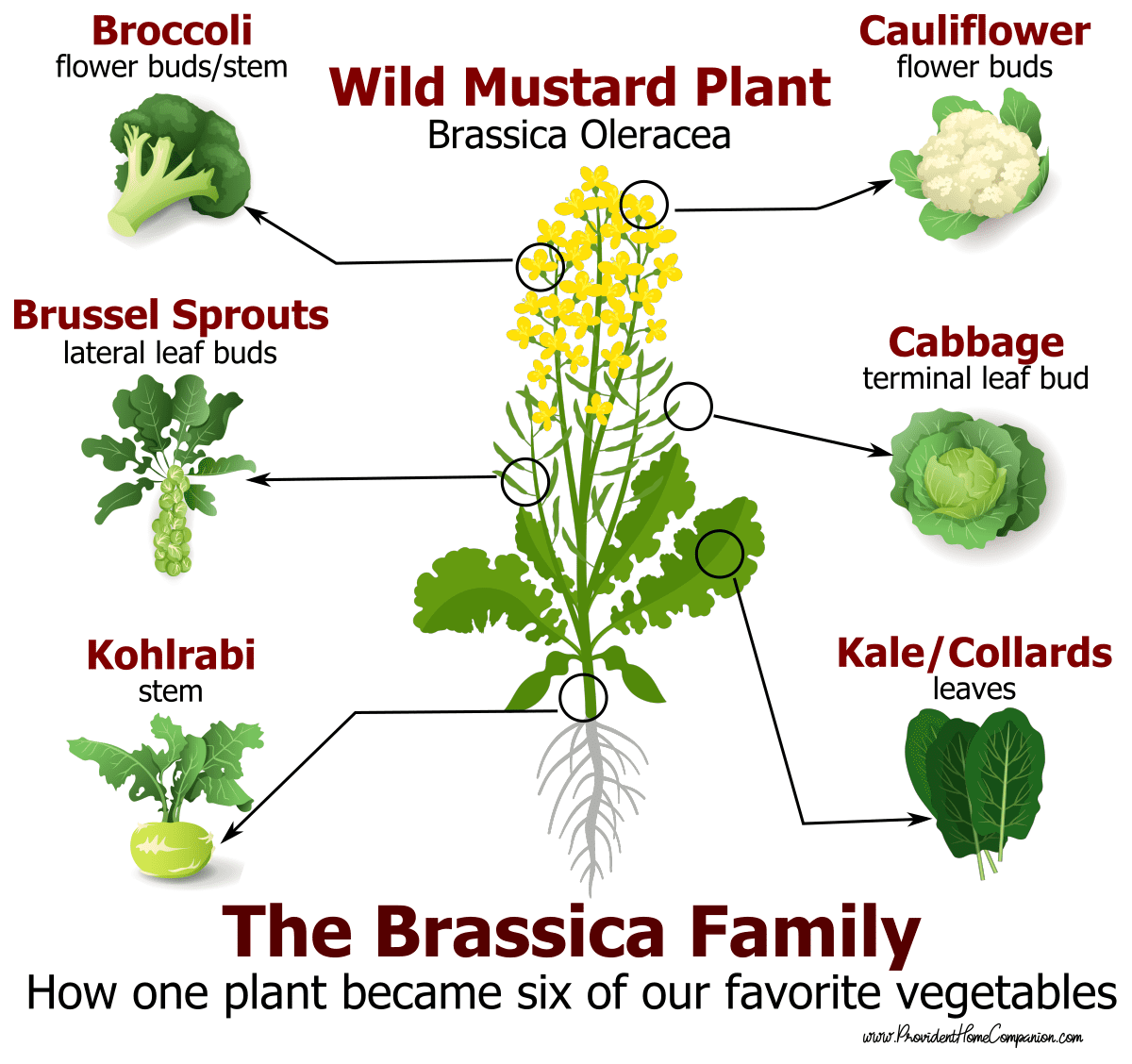 The Early Spring Garden: Brassicas | The Dakotan