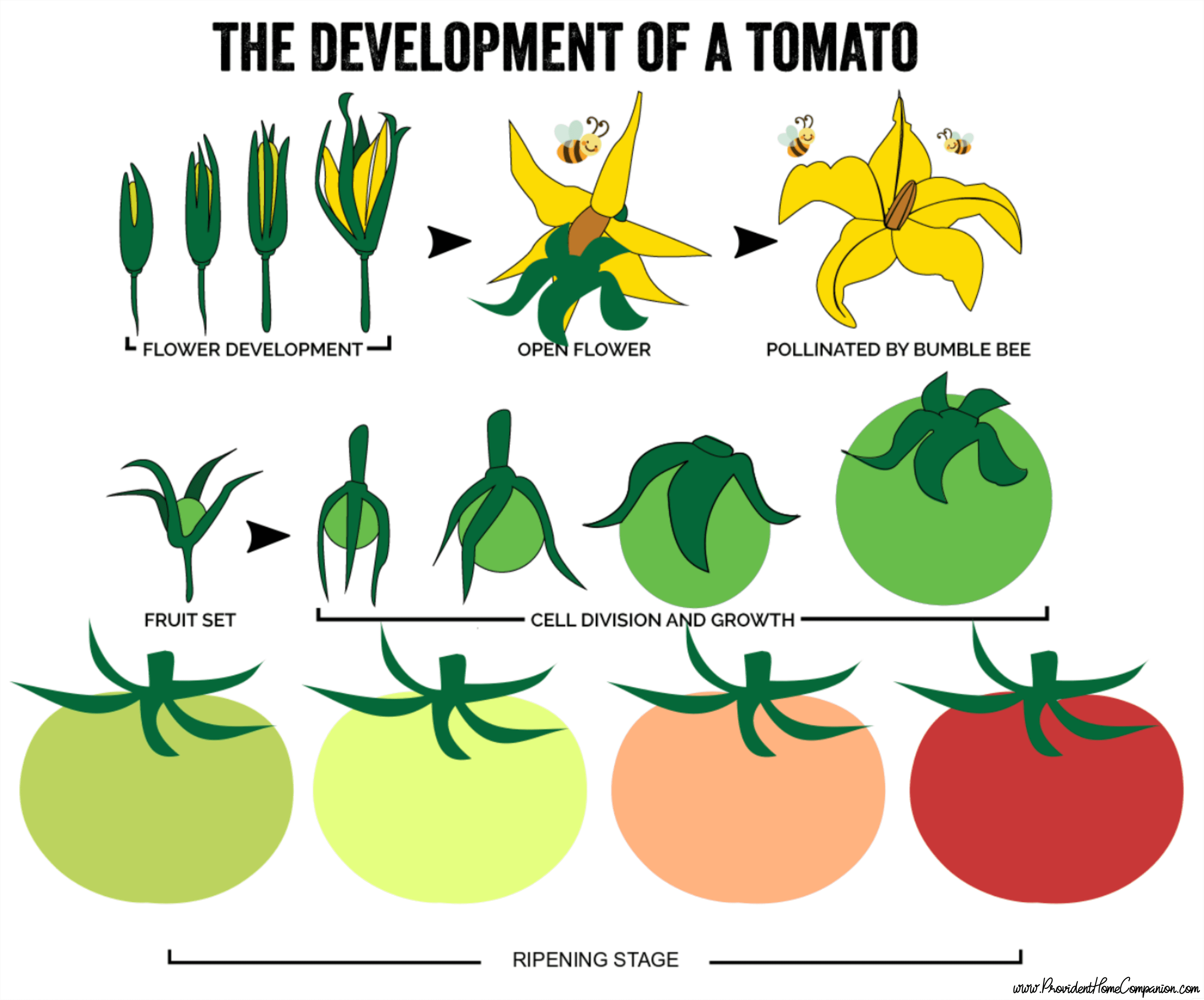 Tomato Harvest | The Dakotan